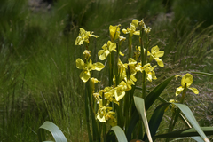 Moraea alticola