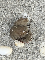 Molgula occidentalis