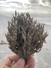 Clathria