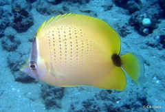 Chaetodon miliaris
