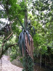Vriesea gigantea