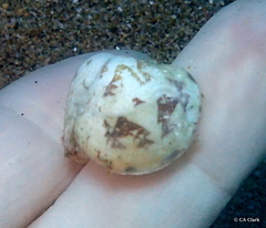 Lioconcha hieroglyphica