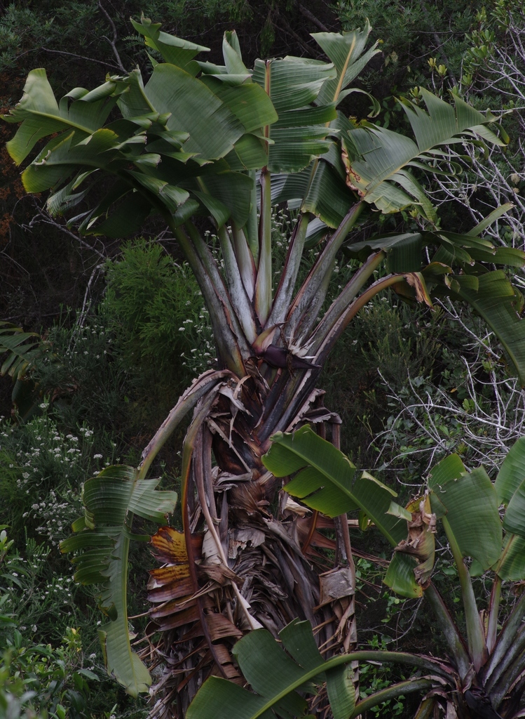 white bird-of-paradise flower (Strelitzia alba)  iNaturalist