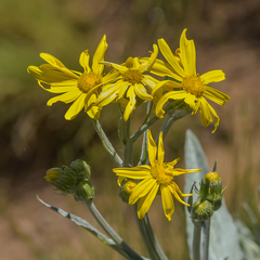 Senecio macrospermus