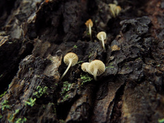 Phloeomana alba