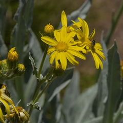 Senecio macrospermus