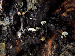 Phloeomana alba