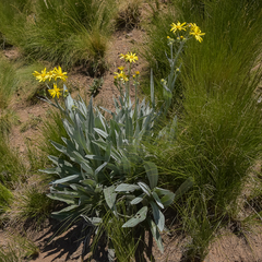 Senecio macrospermus