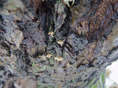 Phloeomana alba