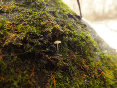 Phloeomana alba
