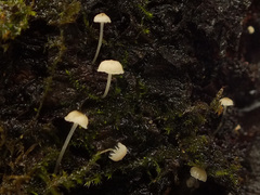 Phloeomana alba
