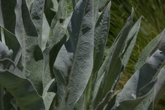 Senecio macrospermus