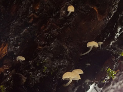 Phloeomana alba