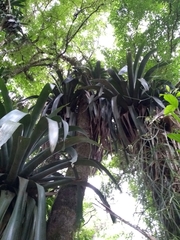 Vriesea gigantea