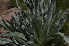 Senecio macrospermus