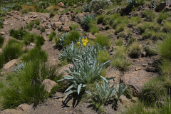 Senecio macrospermus