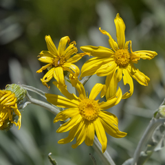 Senecio macrospermus