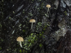 Phloeomana alba