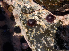 Colobocentrotus atratus image