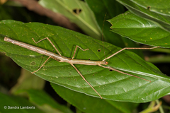 Lopaphus perakensis