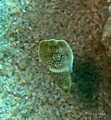 Anampses chrysocephalus