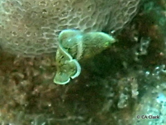 Anampses chrysocephalus