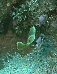 Anampses chrysocephalus