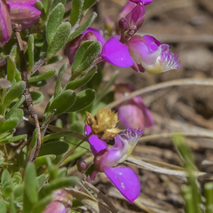 Polygala rhinostigma