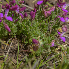 Polygala rhinostigma