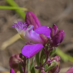 Polygala rhinostigma
