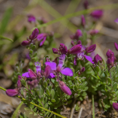 Polygala rhinostigma