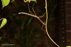 Lopaphus perakensis