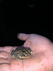 Southern Round-Gland Toad photo 4