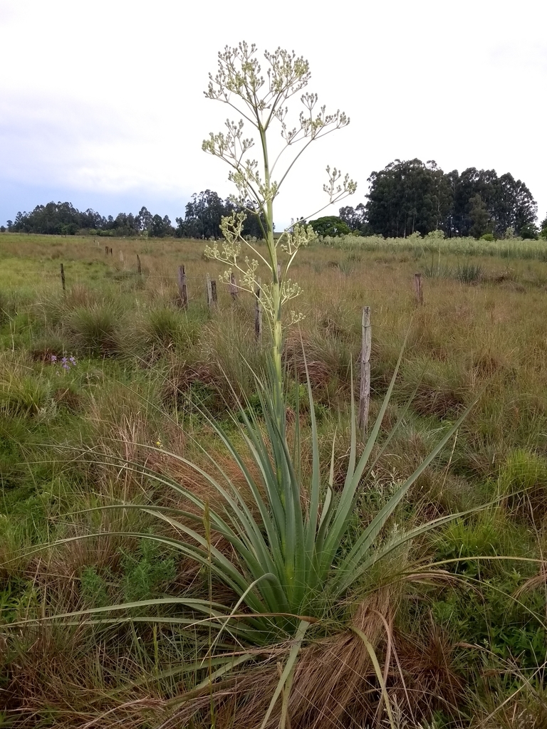 Giant Sea Holly