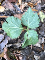 Cardamine diphylla