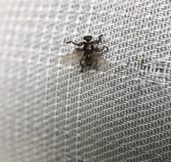 Lipoptena depressa