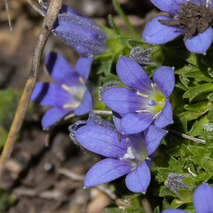 Craterocapsa tarsodes
