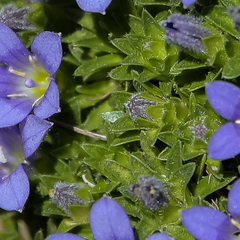 Craterocapsa tarsodes