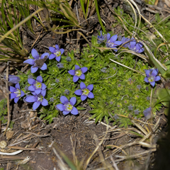 Craterocapsa tarsodes