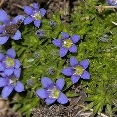 Craterocapsa tarsodes