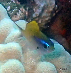 Chromis ovalis
