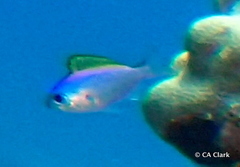 Chromis ovalis