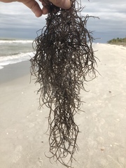 Gracilaria