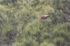 Phaps elegans