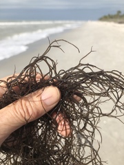 Gracilaria