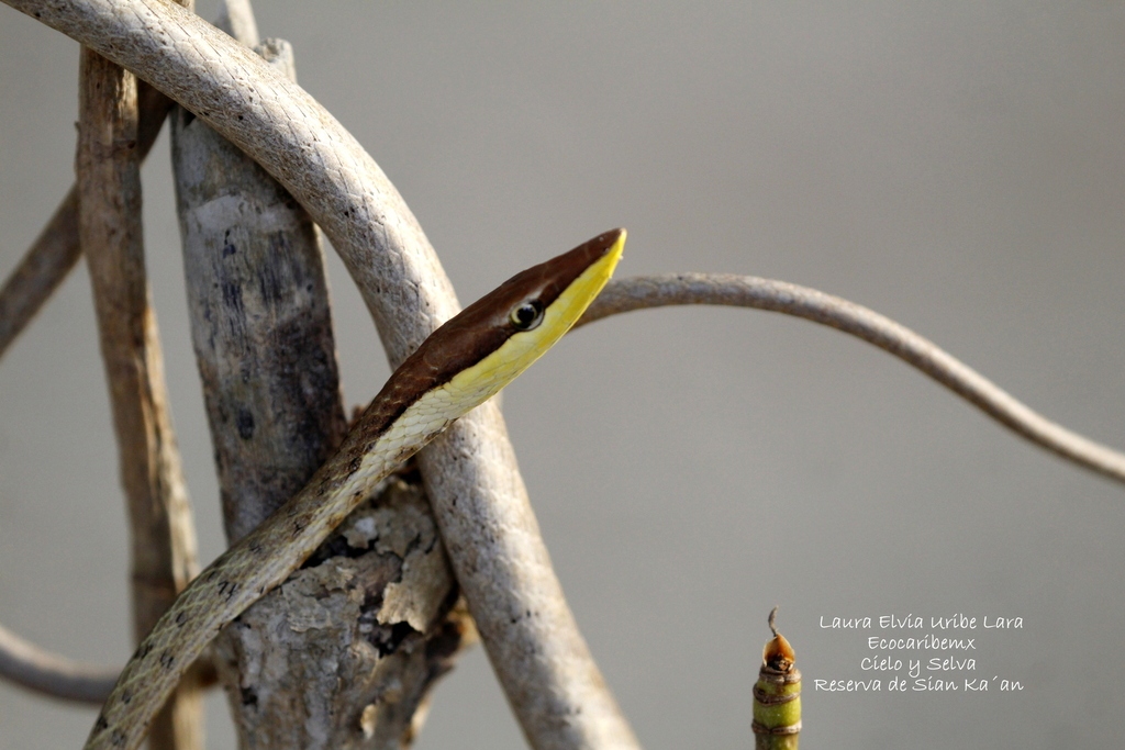 Gulf Coast Vine Snake from Municipio de Tulum, Q.R., México on June 17