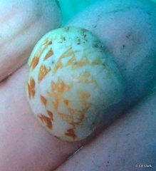 Lioconcha hieroglyphica