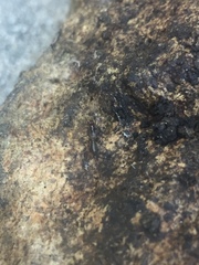 Hubbardia pentapeltis