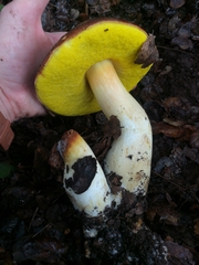 Aureoboletus citriniporus