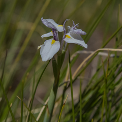 Moraea modesta
